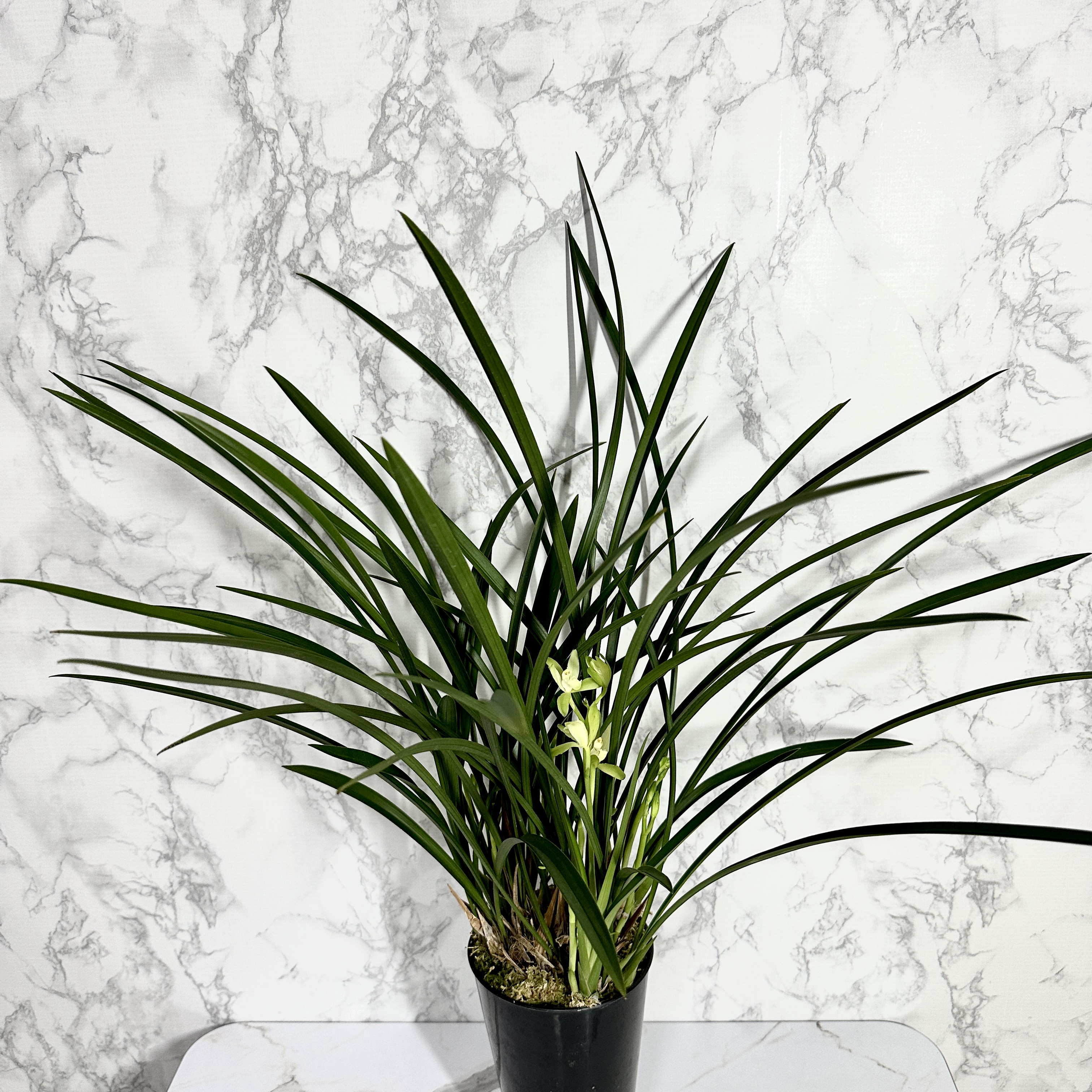 난 물주는 주기 동양란 물주기