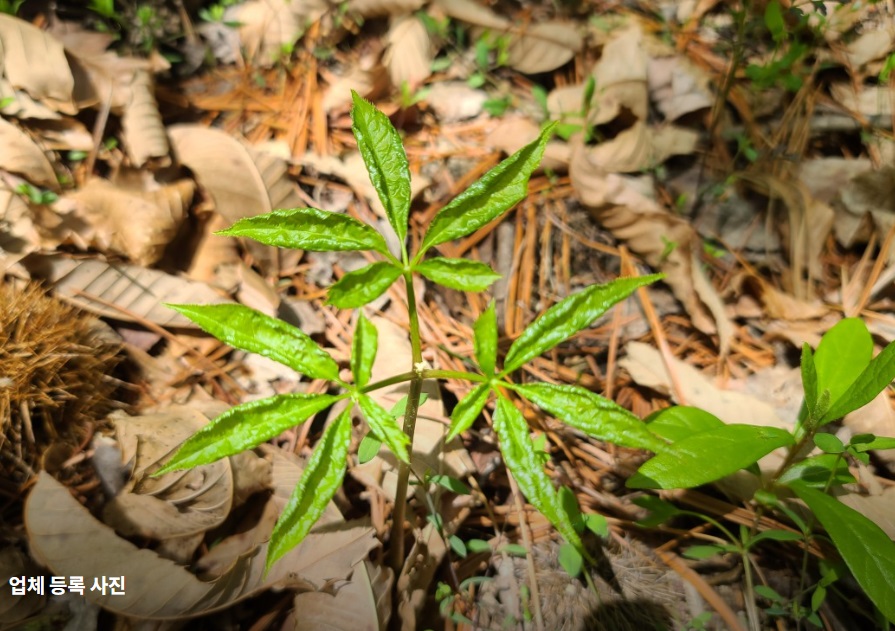 극한직업-산양삼-어디-