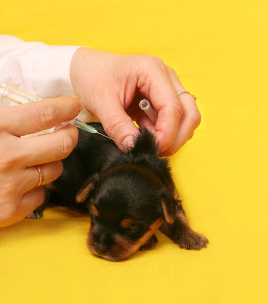 강아지 예방접종 비용