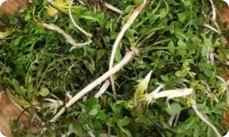 냉이 주요 영양성분