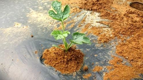 수박재배-수박-모종심기-모종-심는방법-정식방법-수확시기-거름주기-밑거름-웃거름