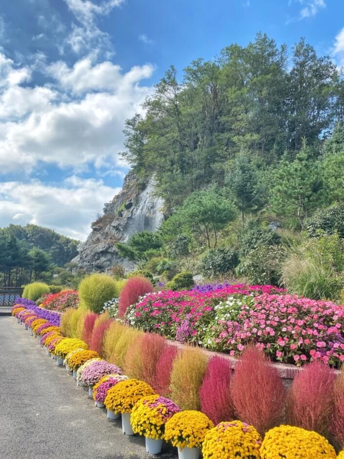 삼천만송이 국화6