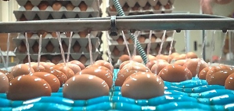 극한직업유정란