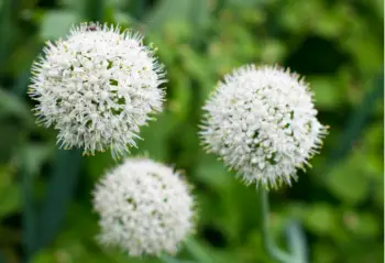 양파즙 효능 및 영양성분, 주의점