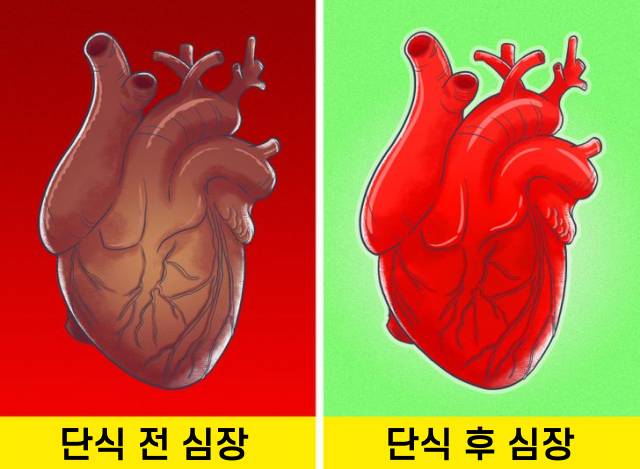 간헐적단식 한달 효과,심장병 항암 효과 증가
