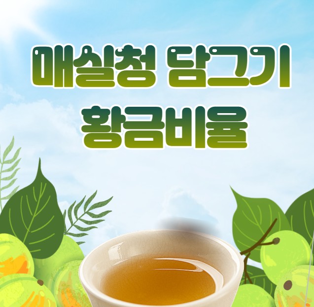 매실청 황금비율 설탕 선택하기 보관방법 꿀팁