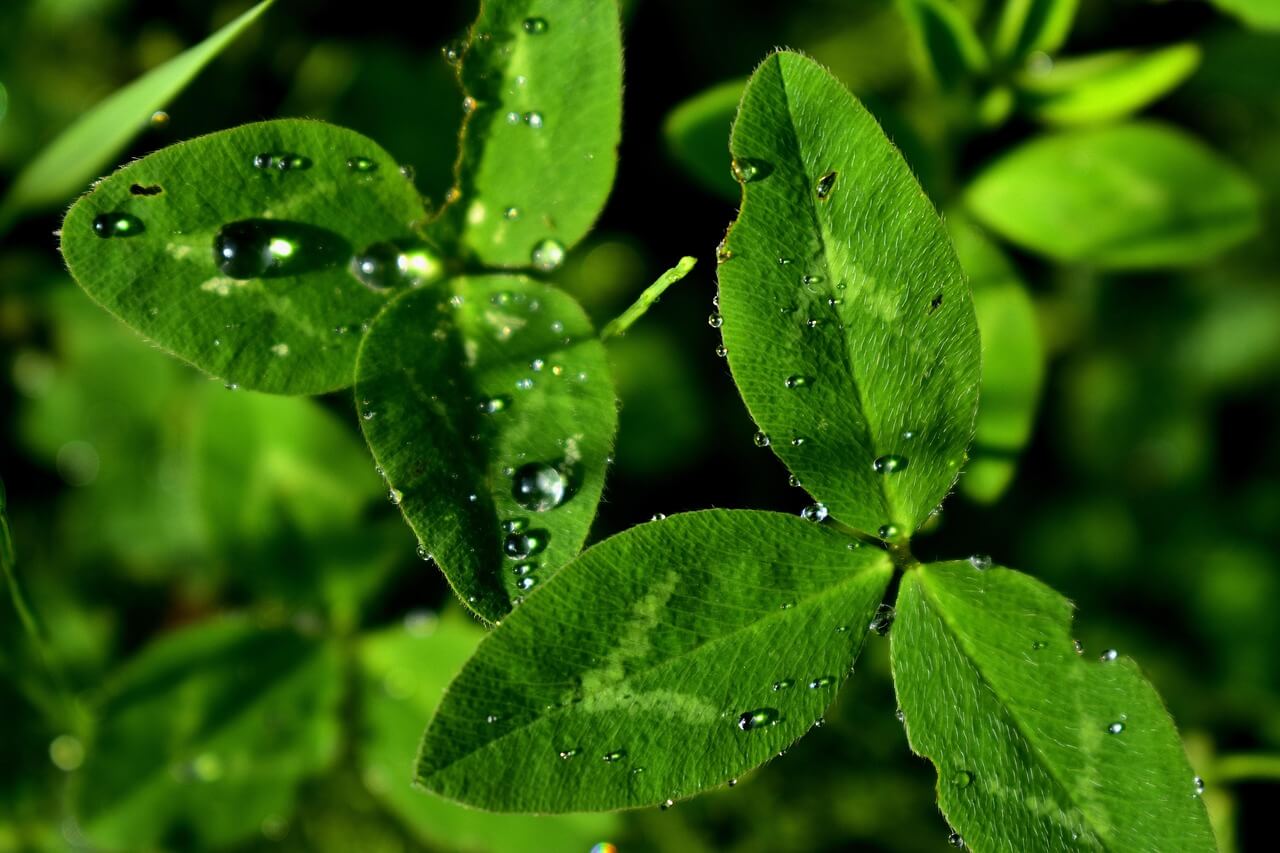 인공광합성 98% 전자 활용의 비밀