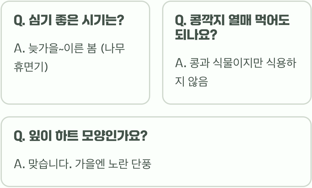 박태기나무 키우기 A to Z (묘목 심기부터 관리까지)