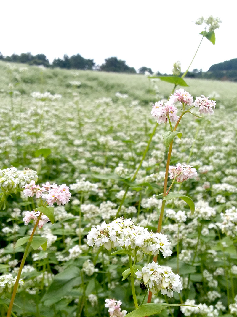 제주 오라동 메밀밭 메밀꽃 축제