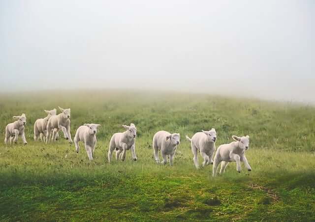 양띠 무료운세 토정비결