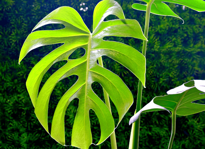 집들이에 딱 좋은 식물, 몬스테라