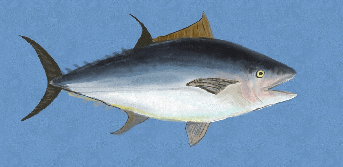 참치 효능과 관련된 사진 - 1