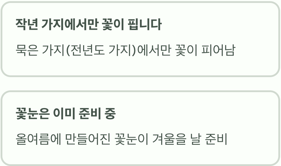 목향장미는 &amp;#39;작년 가지&amp;#39;에서 꽃이 핍니다