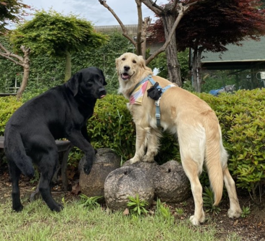 강아지 고관절 이형성증 원인, 예방법 수술 전 확인