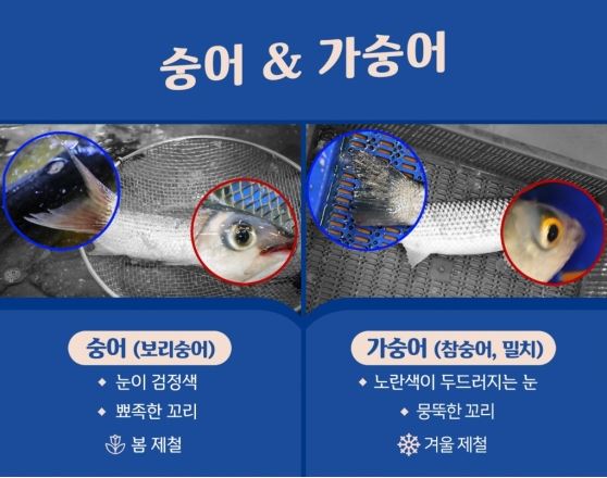 가숭어