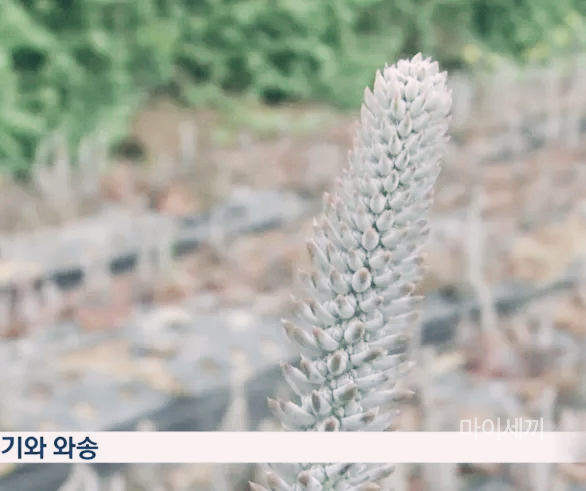 기와 와송