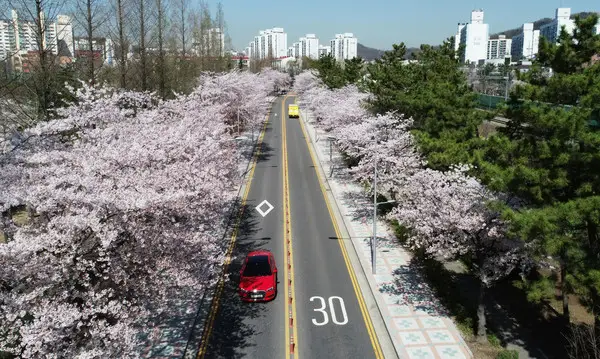 원인재 벚꽃로