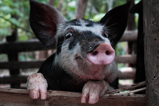 2024년 돼지띠 운세