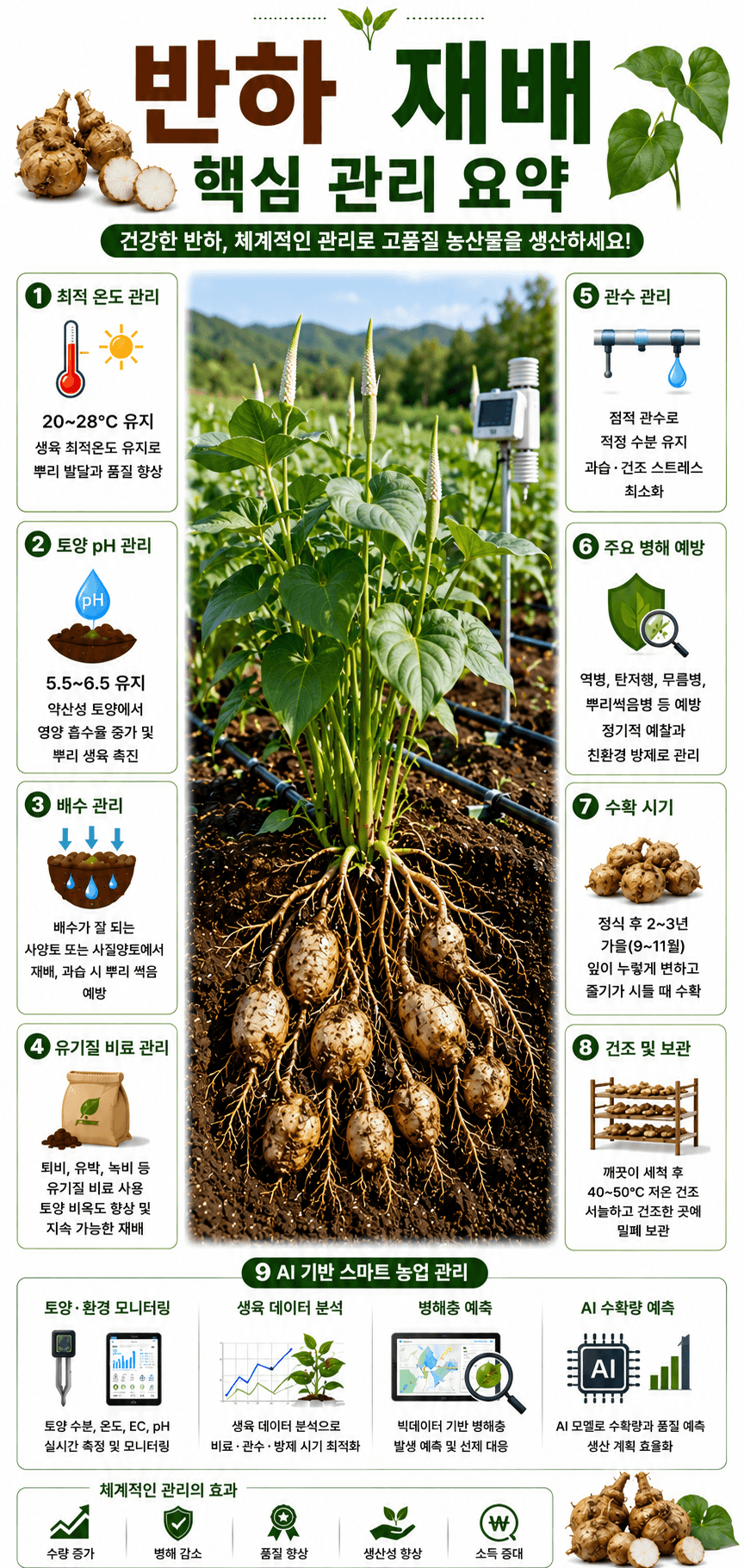 반하 재배 인포그래픽