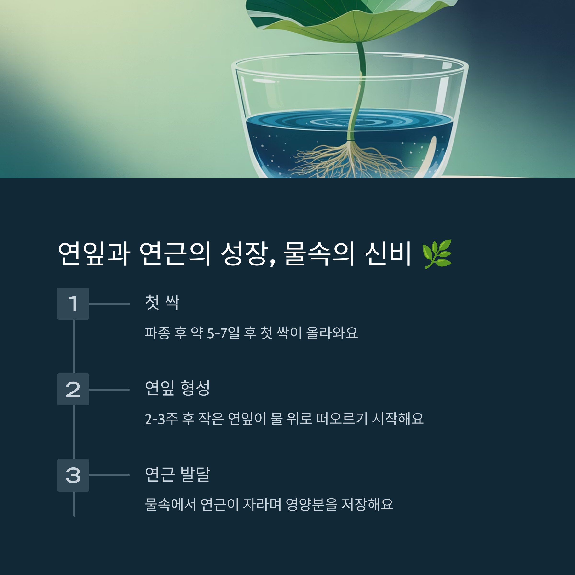 연잎과 연근의 성장