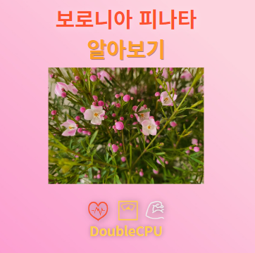 보로니아 피나타 꽃말 및 탐구