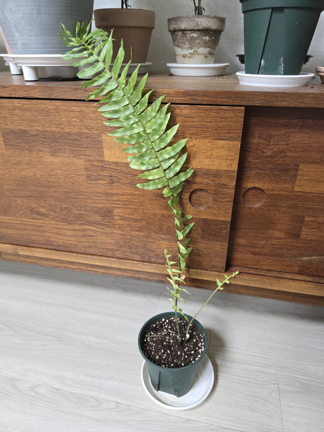 뿌리나누기에 완료한 아기무늬보스턴 고사리