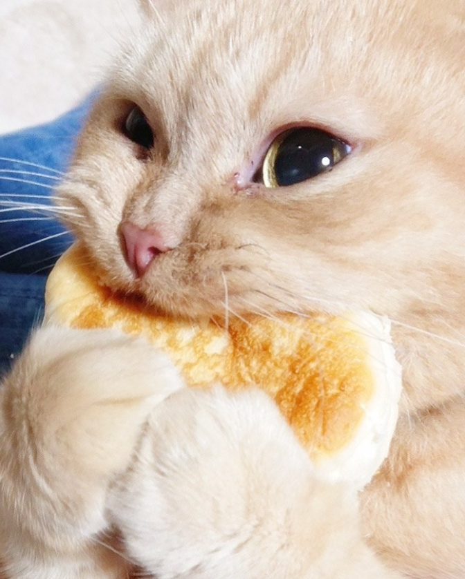 고양이에게 위험한 음식과 식재료