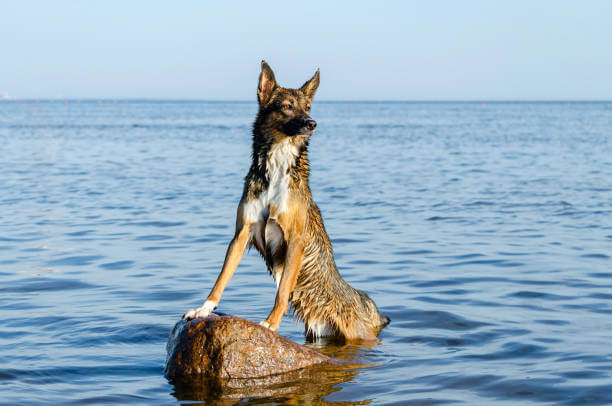 노령견 관절 건강 지키는 꿀팁
