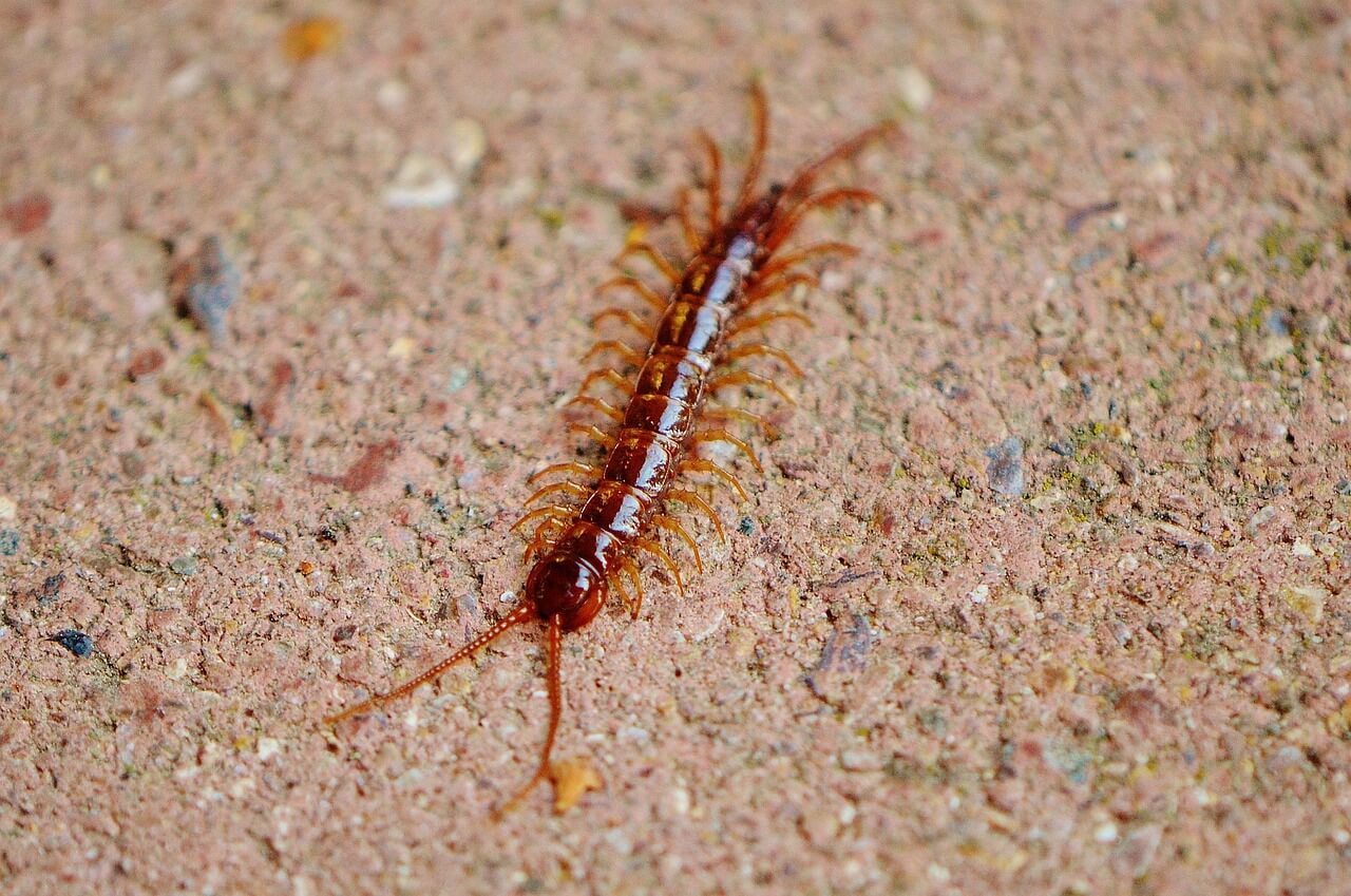 지네 퇴치법