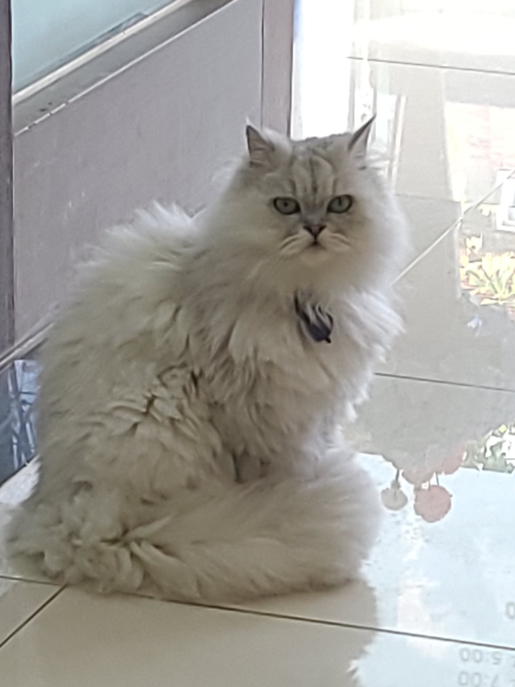 괴정동물병원 고양이 사진