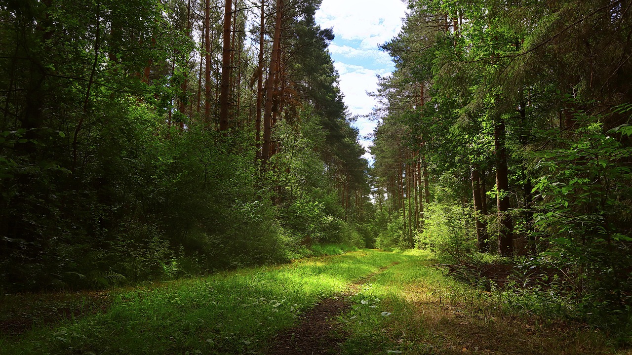 forest summer path 관련 사진