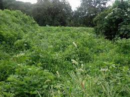 농지연금 가입조건