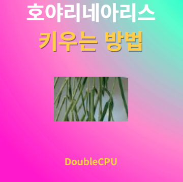 호야리네아리스 키우기 물주기