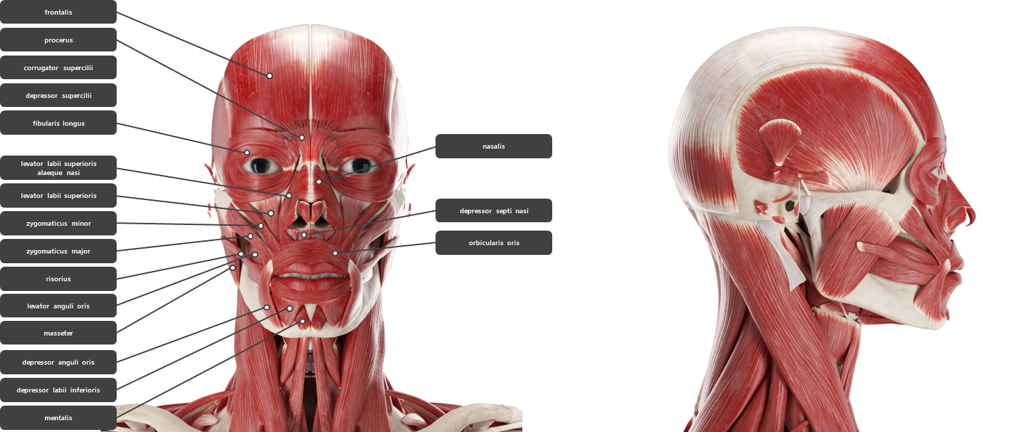얼굴 주변 근육
