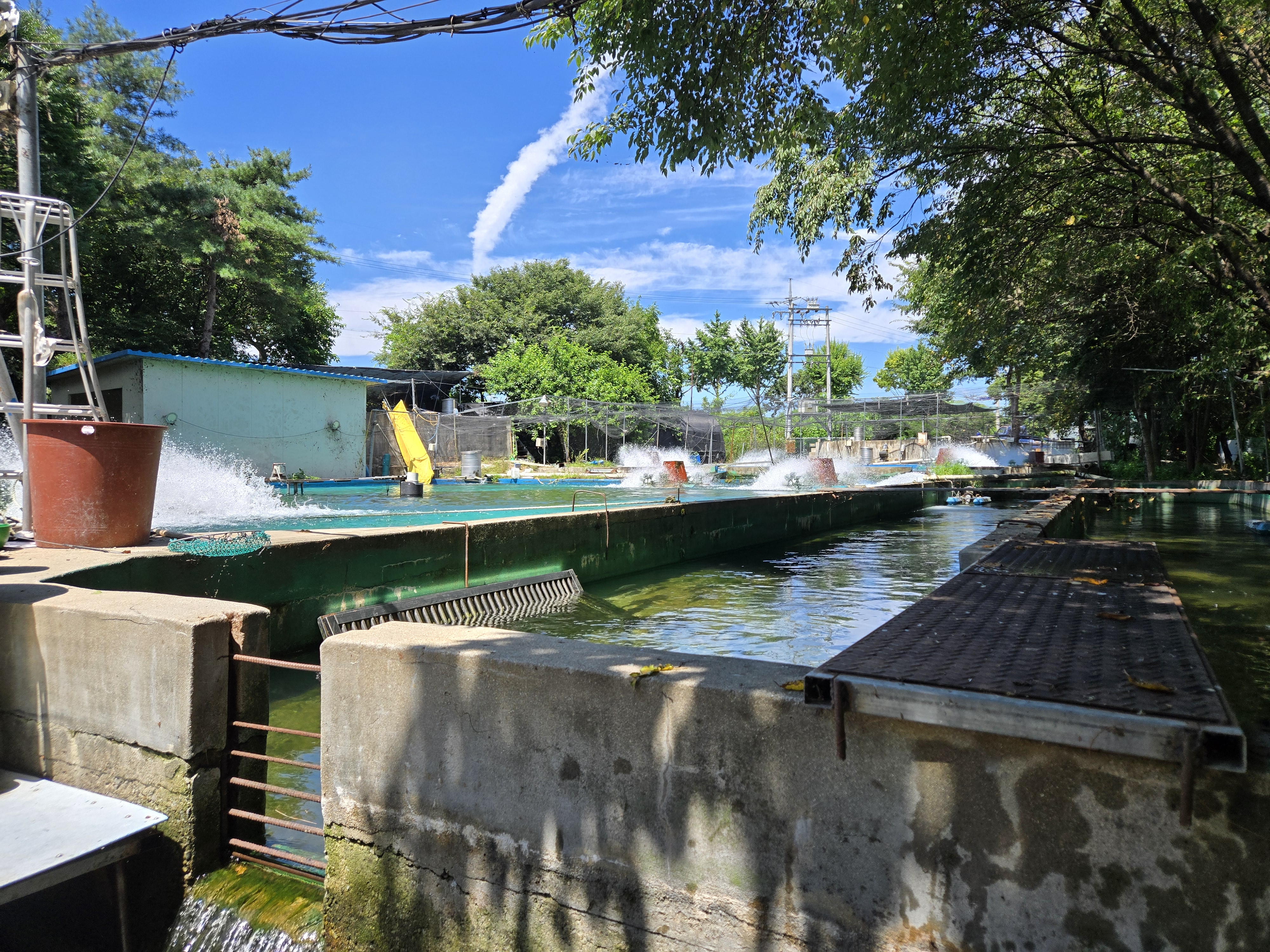 봉화 맛집 도촌 송어회식당 양식장