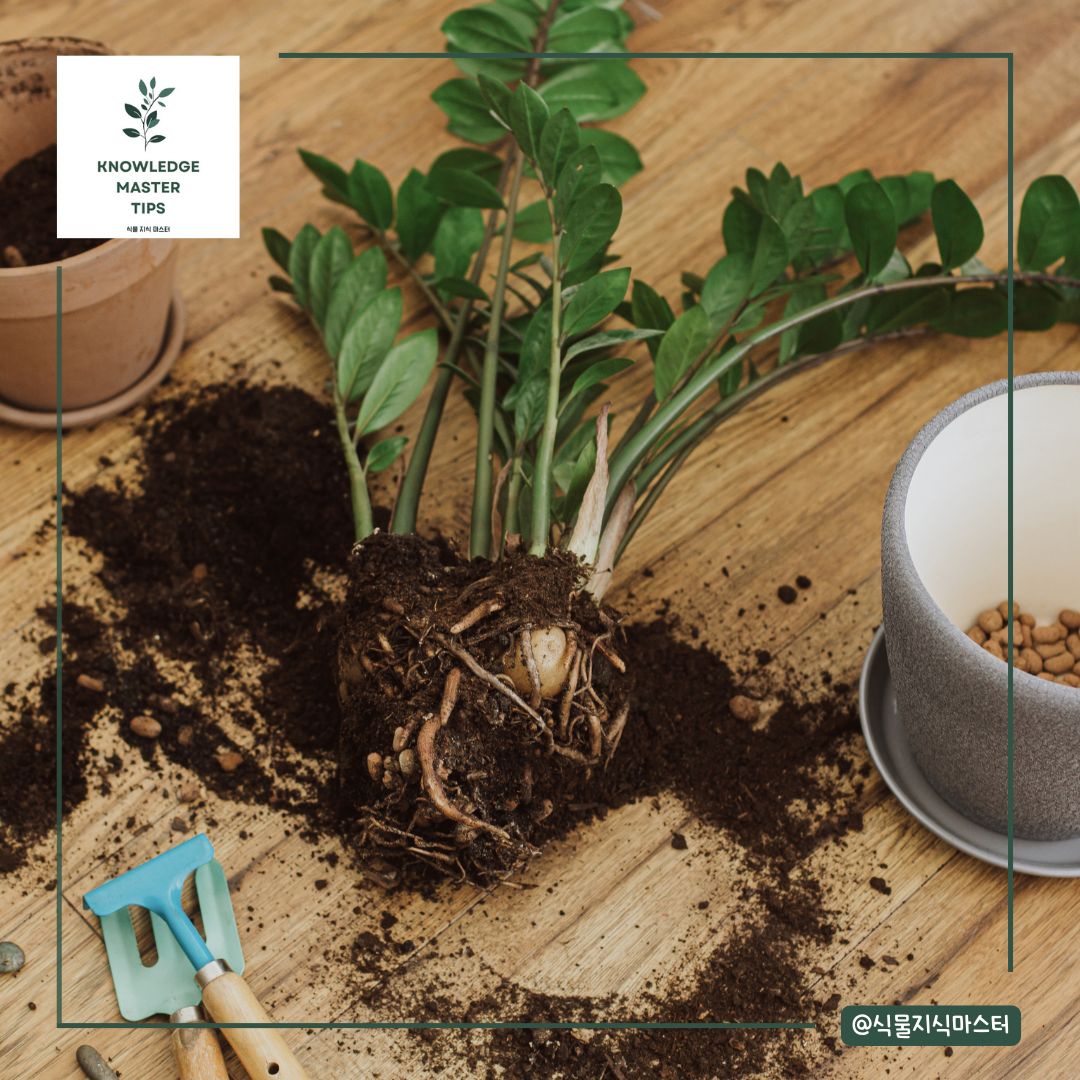 금전수에 적합한 화분 크기