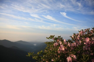 산청 황매산 철쭉축제