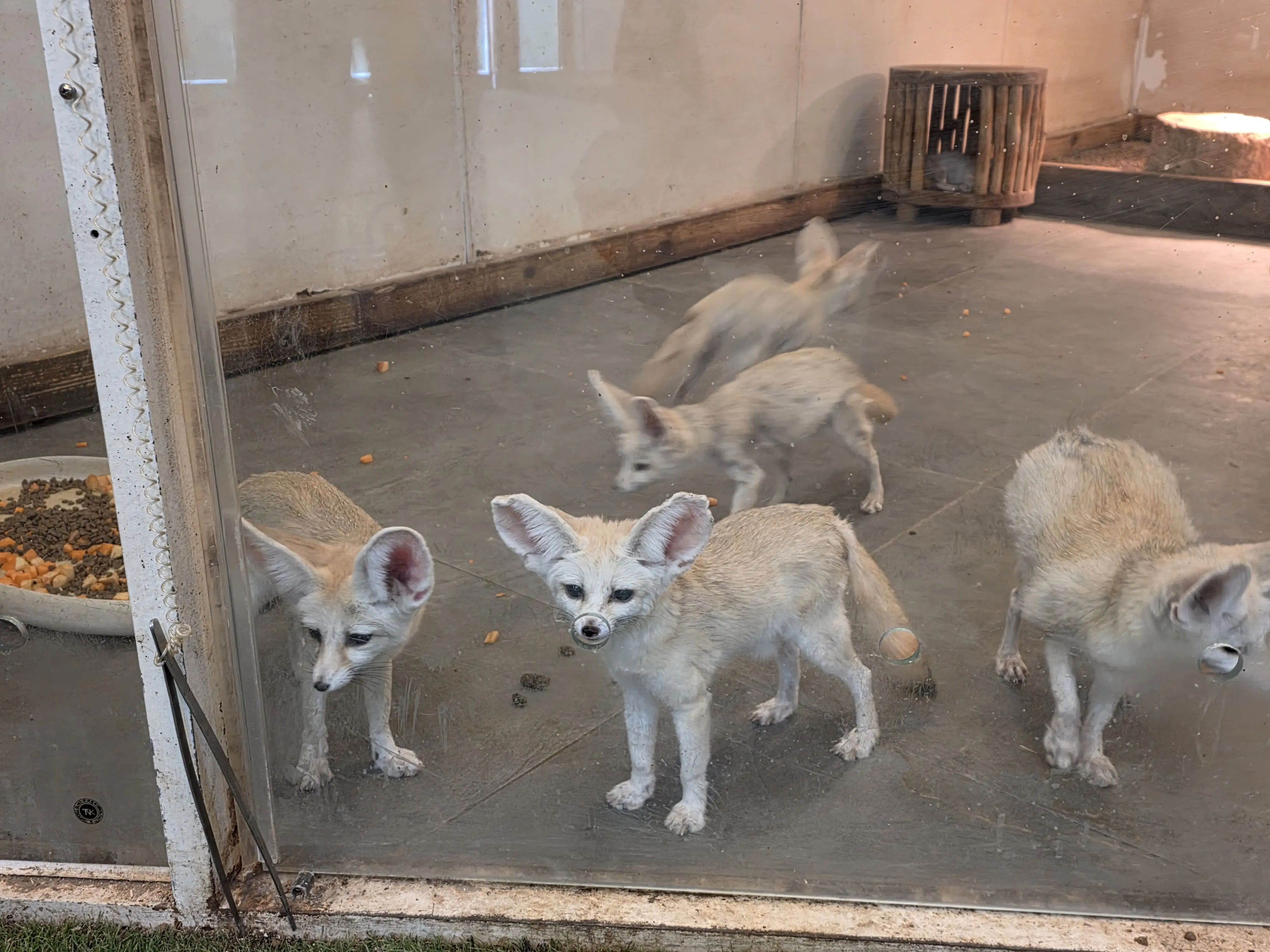 실내 우리 안에서 움직이는 여러 마리 사막여우