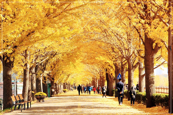 아산 은행나무길 이미지 / 출처: 아산시 문화관광