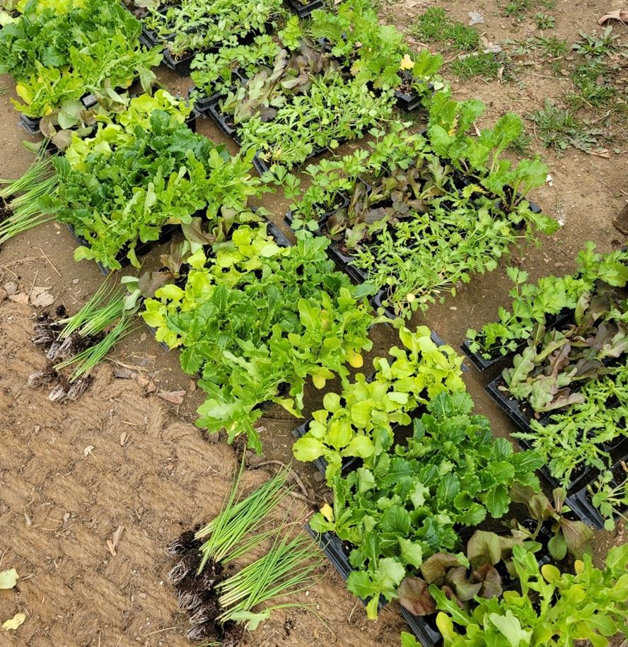 상추 모종 심기