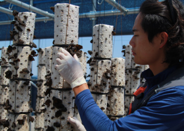 긍정농부차씨 목이버섯