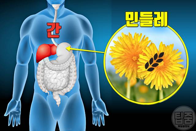 간에 좋은 차 민들레차 효능 간해독 민들레차부작용