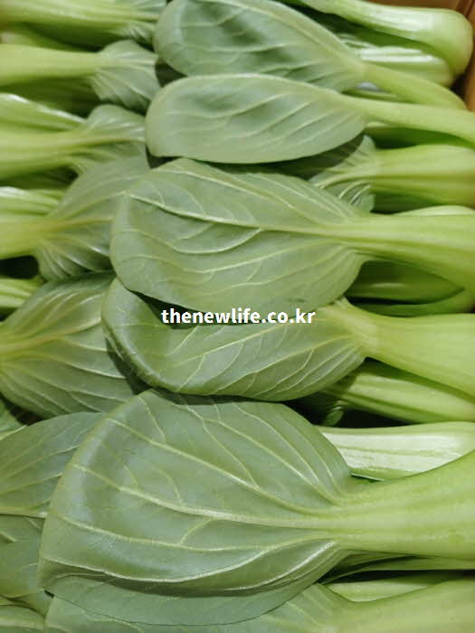 청경채 효능 고혈압 칼륨