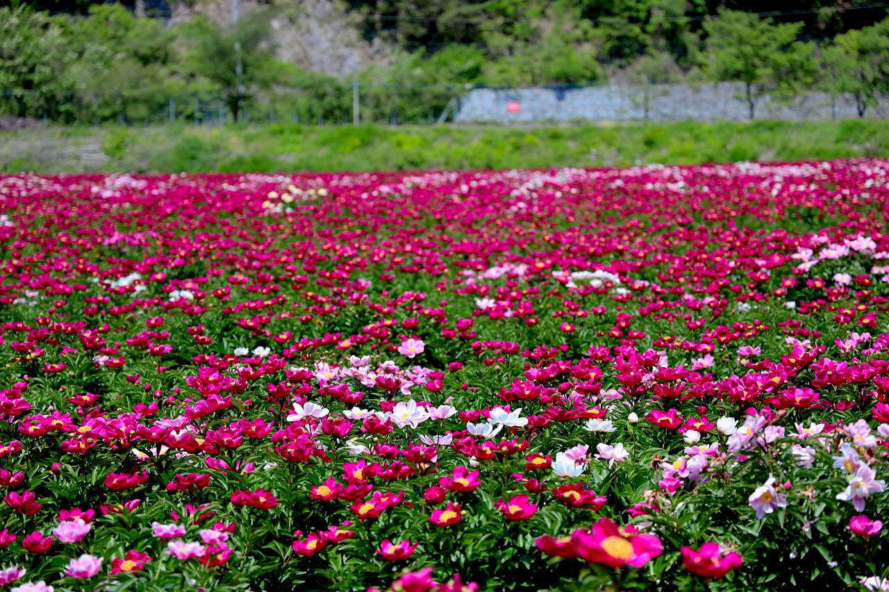 2026년 청주 서원구 부동산 정보 관련 사진