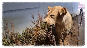 전곡선사박물관