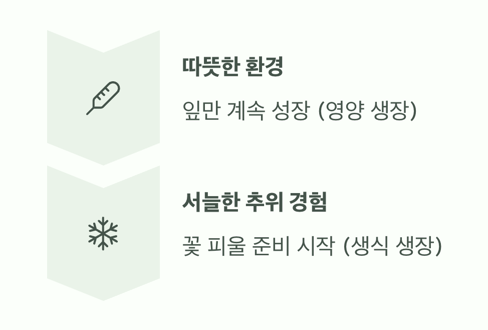 꽃을 피우는 스위치&amp;#44; &amp;#39;저온 처리&amp;#39;