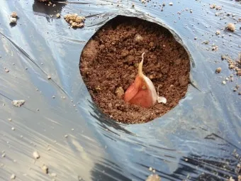 마늘 심는 시기 품종선택 비닐멀칭 웃거름 녹병 예방법_4