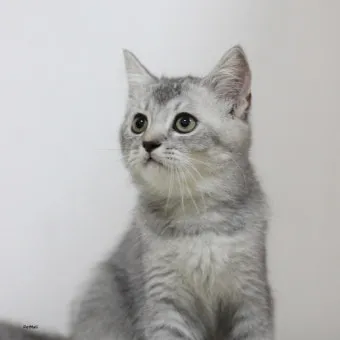 고양이 주요 눈 질환 7가지 증상 원인 치료법_12