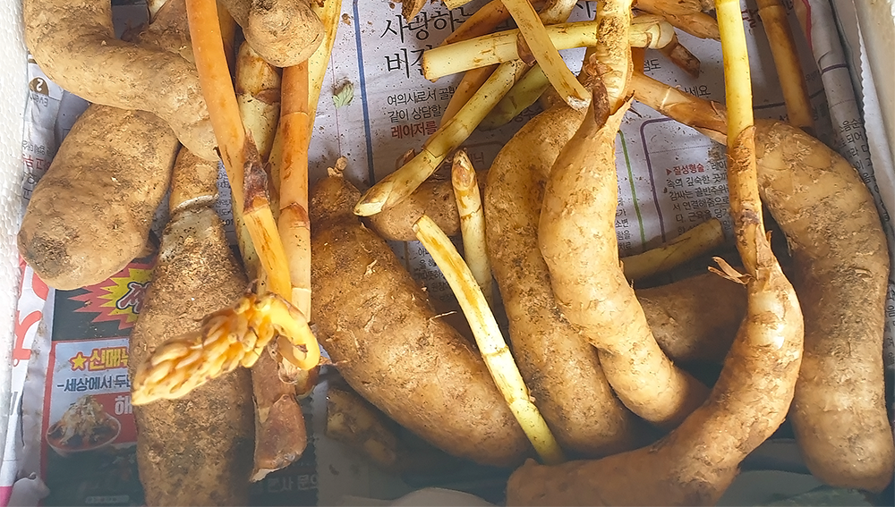 천 마