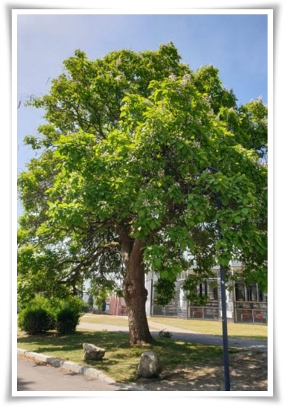 화초 &quot;5월 오동나무 꽃&quot; 봉황이 깃든 신비롭고 화려한 보랏빛 유혹!